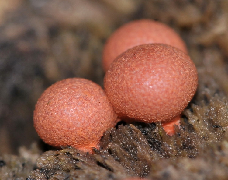 Lycogala epidendrum